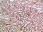 Tetranectin Polyclonal Antibody